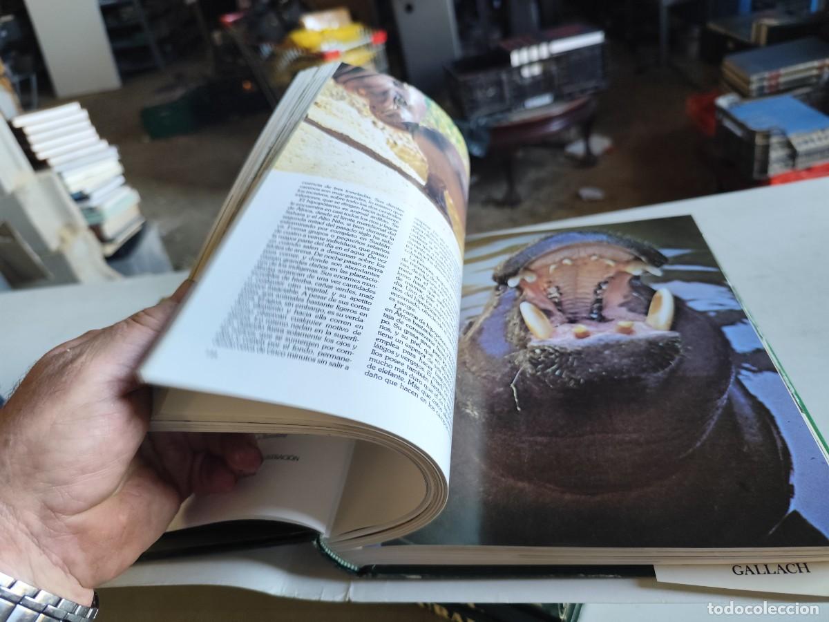 Libros de segunda mano: HISTORIA NATURAL - INSTITUTO GALLACH - 6 TOMOS - Foto 17