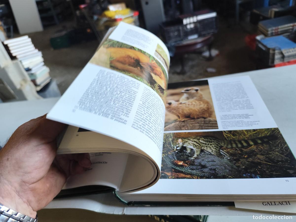 Libros de segunda mano: HISTORIA NATURAL - INSTITUTO GALLACH - 6 TOMOS - Foto 19