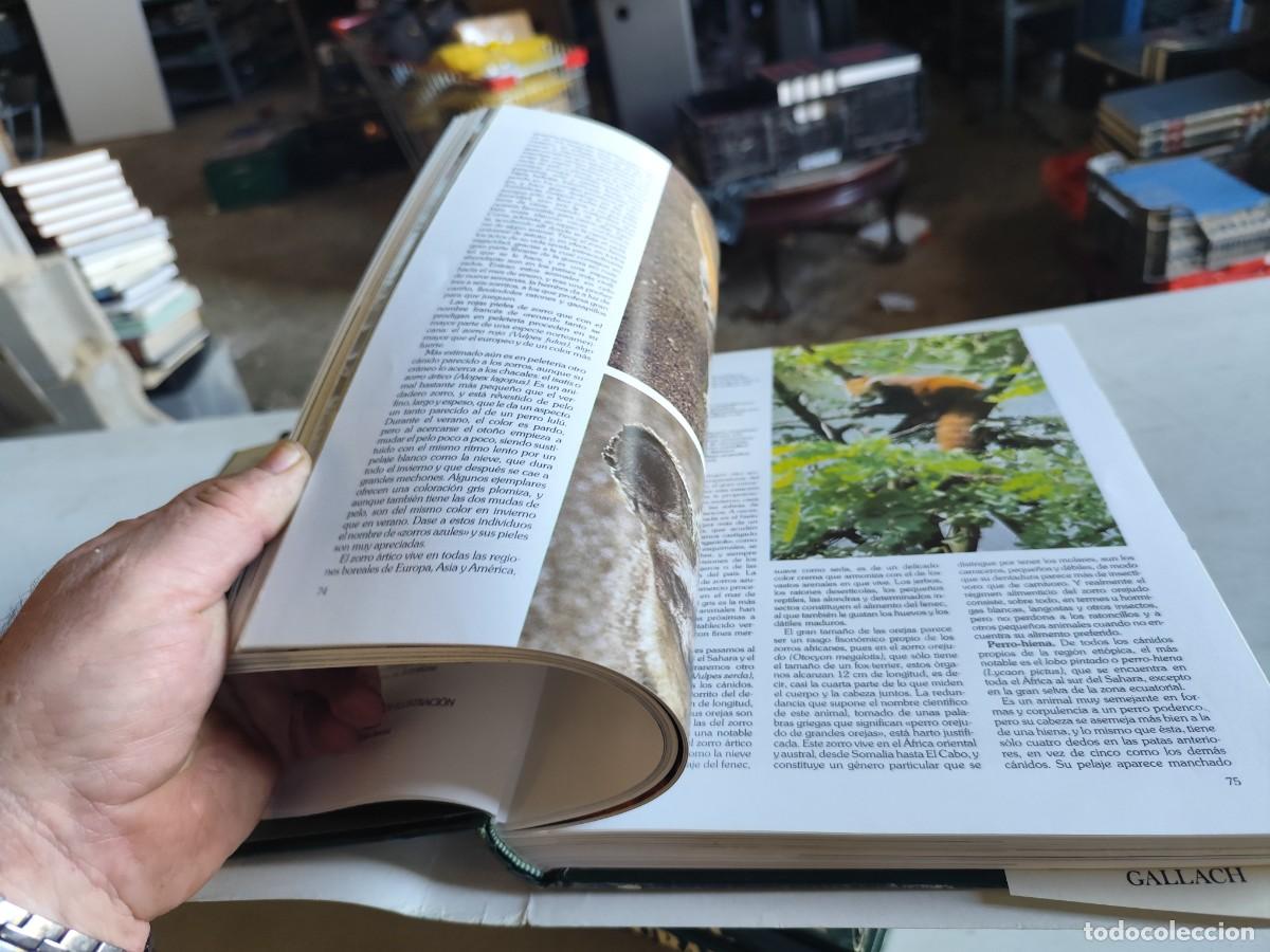 Libros de segunda mano: HISTORIA NATURAL - INSTITUTO GALLACH - 6 TOMOS - Foto 20
