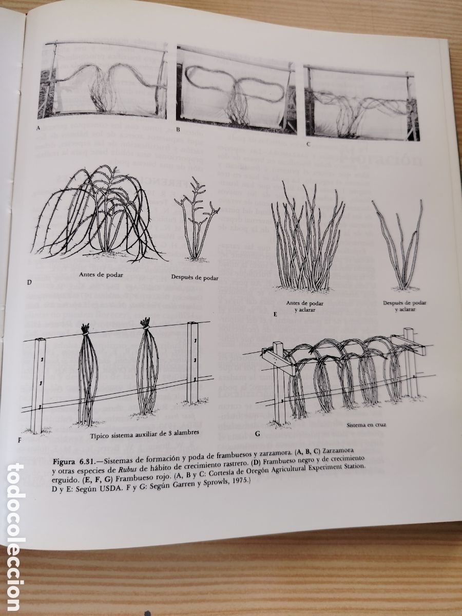 Libros de segunda mano: Fruticultura de zonas templadas - Foto 2