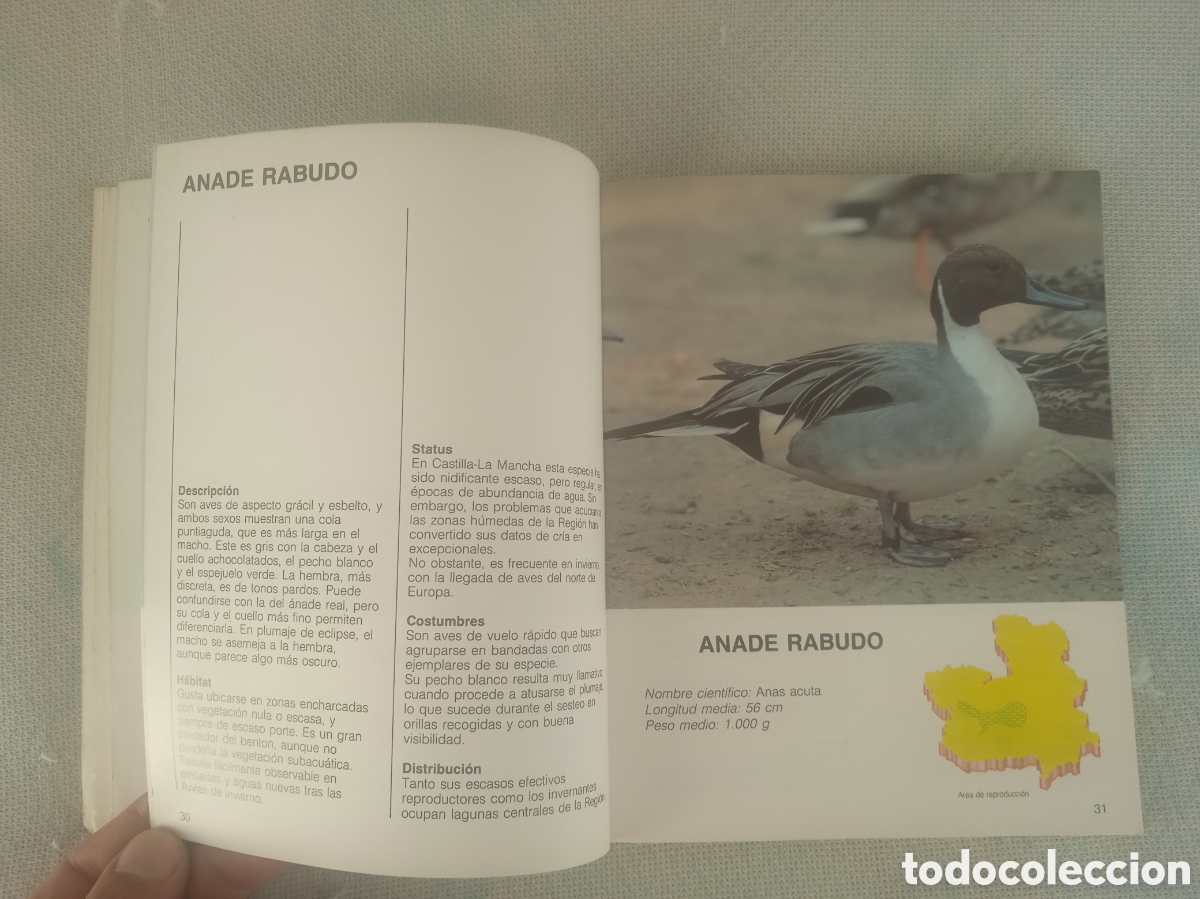 Libros de segunda mano: Fauna de Castilla la Mancha AVES - Foto 7