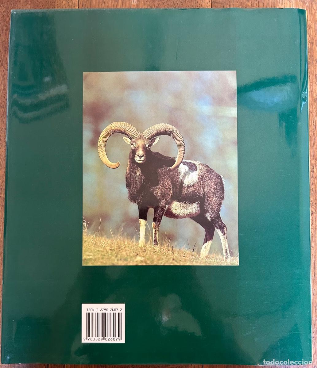 Libros de segunda mano: La Caza. Kurt G. Bl&uuml;chel. K&ouml;nemann ed, 2000 - Foto 9