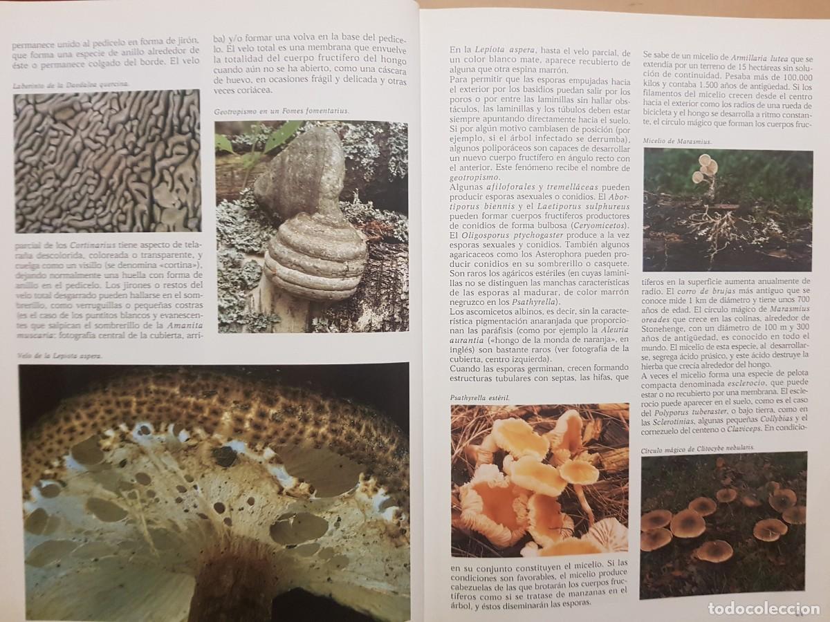 Libros de segunda mano: IMPECABLE - LA ENCICLOPEDIA DE LAS SETAS - GERRIT J. KEIZER - ED. LIBSA - A&Ntilde;O 2000 (ILUST) - Foto 8