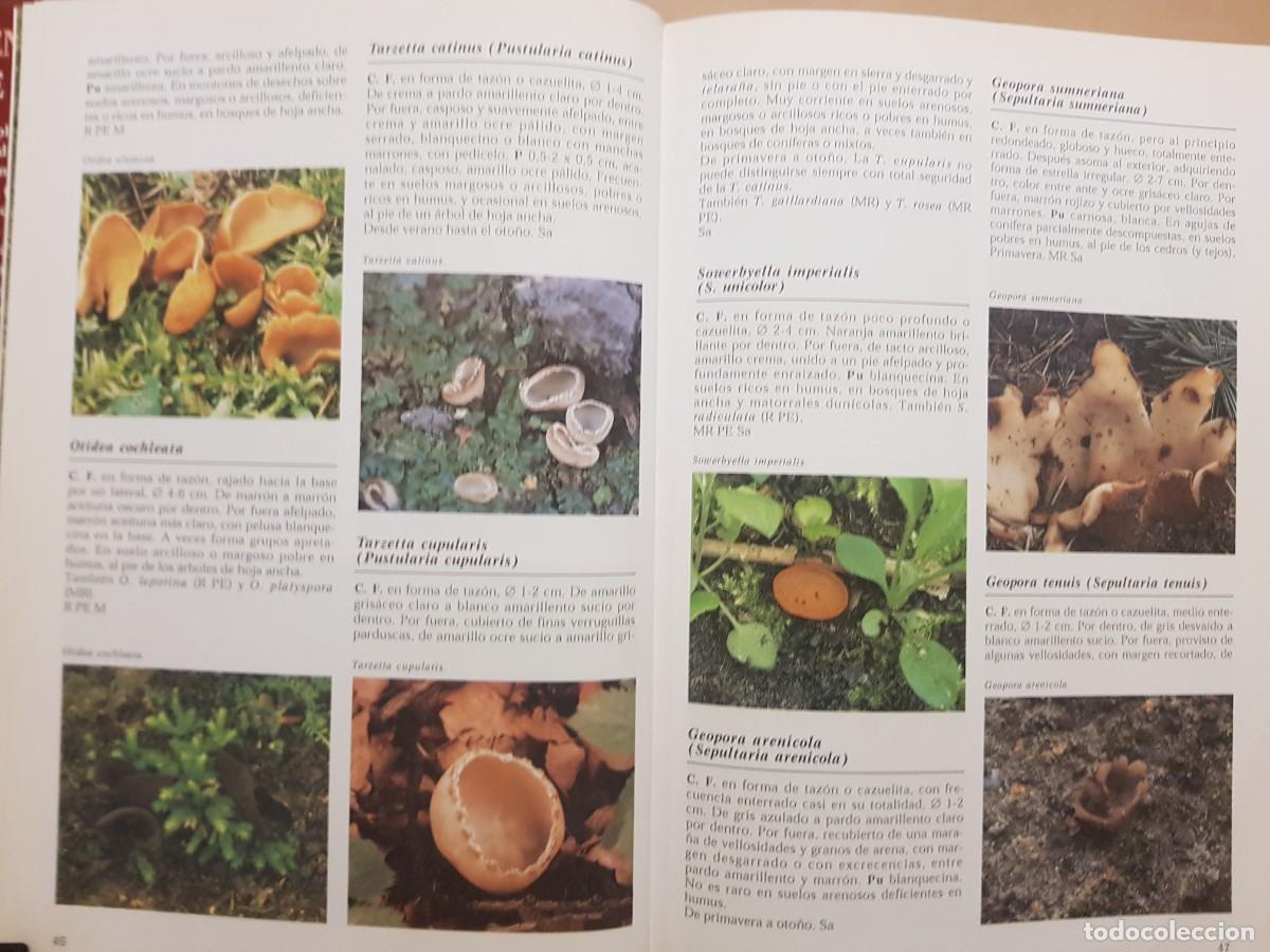 Libros de segunda mano: IMPECABLE - LA ENCICLOPEDIA DE LAS SETAS - GERRIT J. KEIZER - ED. LIBSA - A&Ntilde;O 2000 (ILUST) - Foto 10