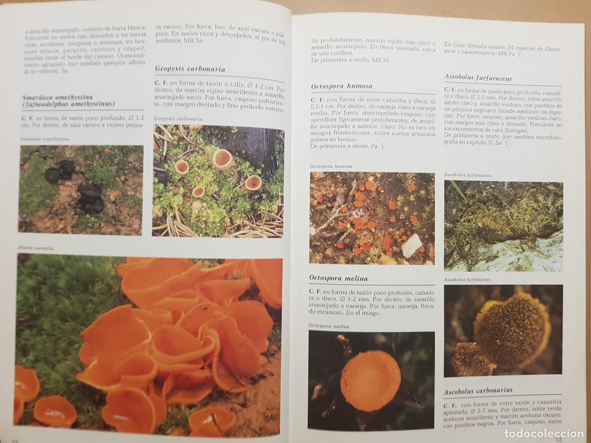 Libros de segunda mano: IMPECABLE - LA ENCICLOPEDIA DE LAS SETAS - GERRIT J. KEIZER - ED. LIBSA - A&Ntilde;O 2000 (ILUST) - Foto 11