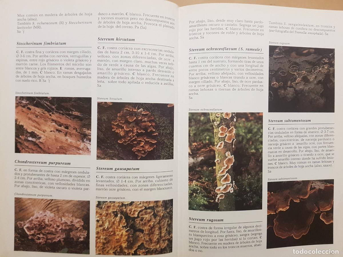 Libros de segunda mano: IMPECABLE - LA ENCICLOPEDIA DE LAS SETAS - GERRIT J. KEIZER - ED. LIBSA - A&Ntilde;O 2000 (ILUST) - Foto 15