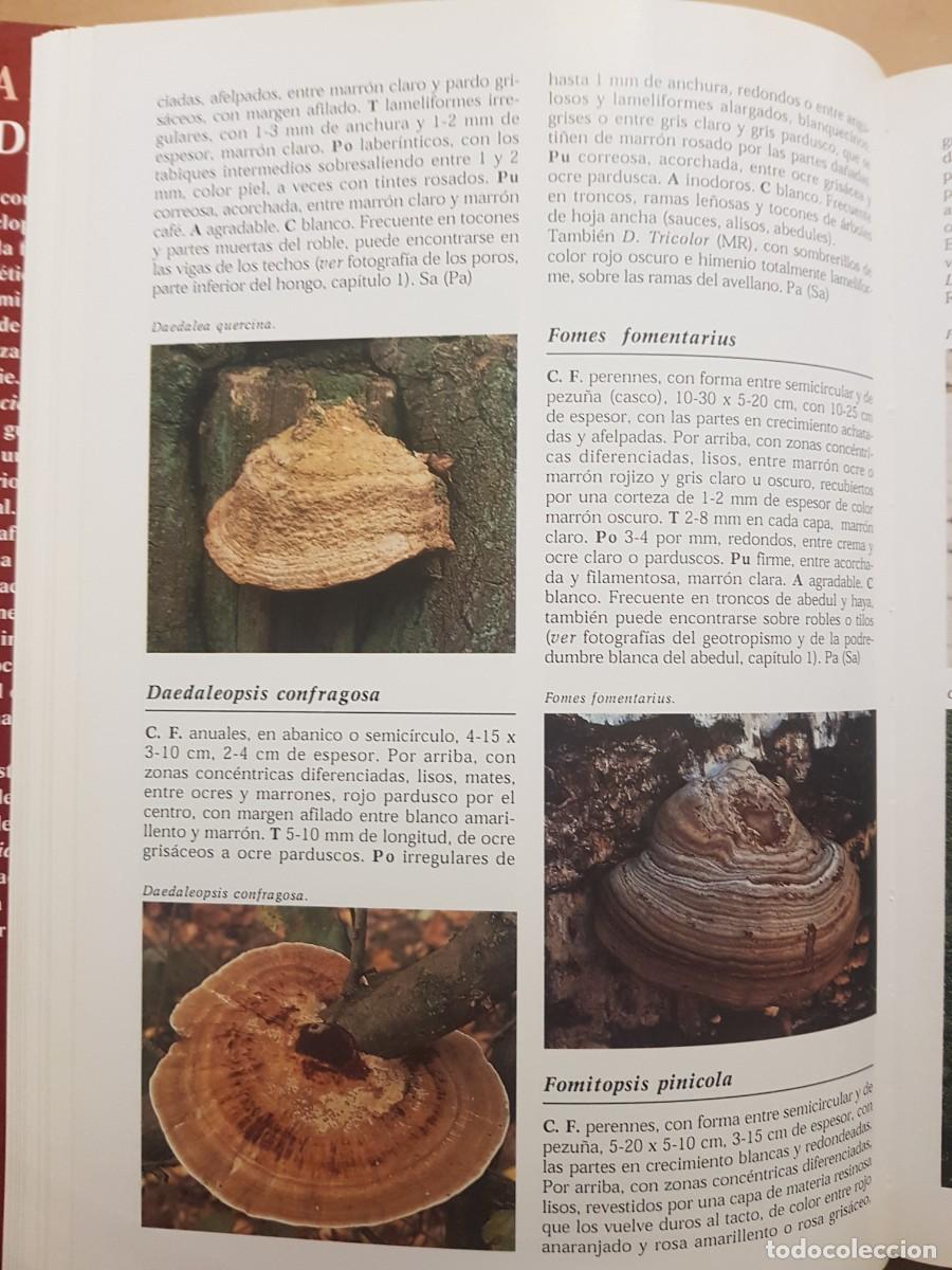 Libros de segunda mano: IMPECABLE - LA ENCICLOPEDIA DE LAS SETAS - GERRIT J. KEIZER - ED. LIBSA - A&Ntilde;O 2000 (ILUST) - Foto 18