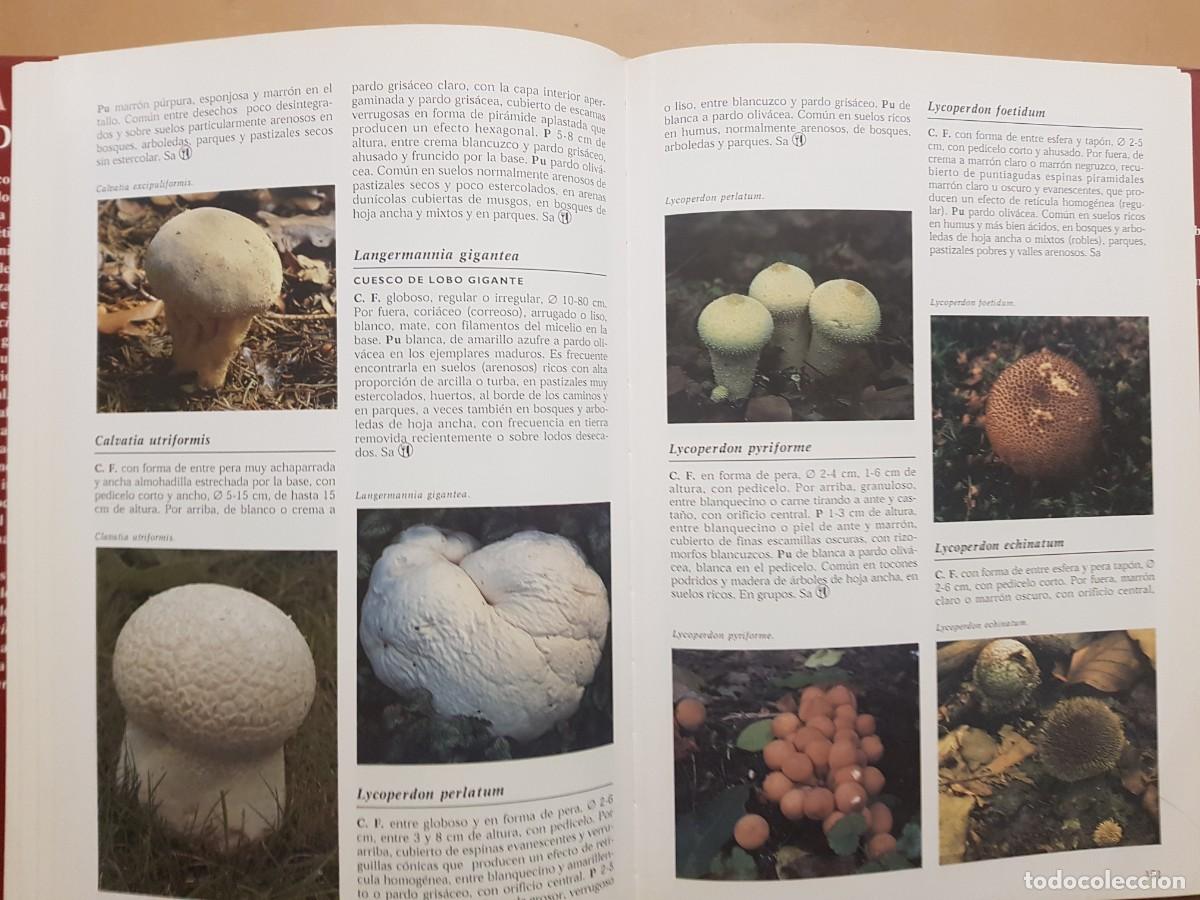 Libros de segunda mano: IMPECABLE - LA ENCICLOPEDIA DE LAS SETAS - GERRIT J. KEIZER - ED. LIBSA - A&Ntilde;O 2000 (ILUST) - Foto 19