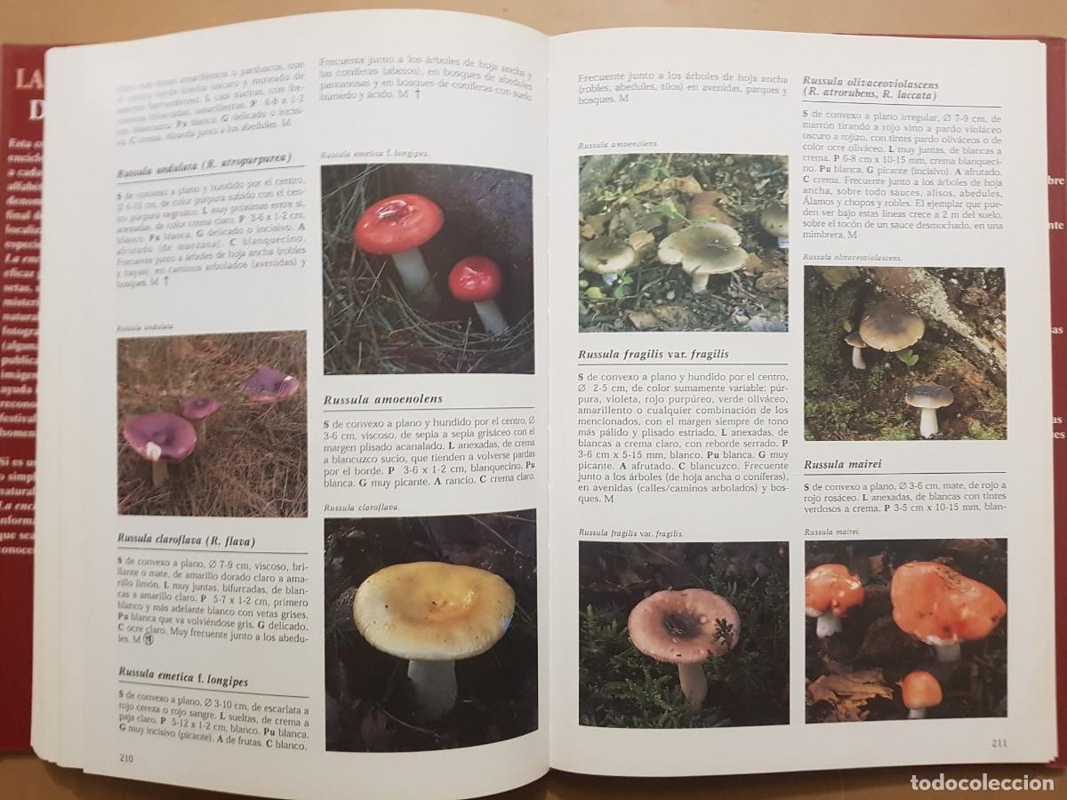 Libros de segunda mano: IMPECABLE - LA ENCICLOPEDIA DE LAS SETAS - GERRIT J. KEIZER - ED. LIBSA - A&Ntilde;O 2000 (ILUST) - Foto 20