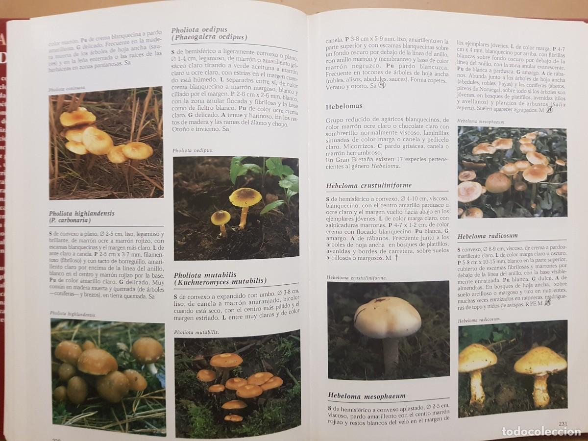 Libros de segunda mano: IMPECABLE - LA ENCICLOPEDIA DE LAS SETAS - GERRIT J. KEIZER - ED. LIBSA - A&Ntilde;O 2000 (ILUST) - Foto 21