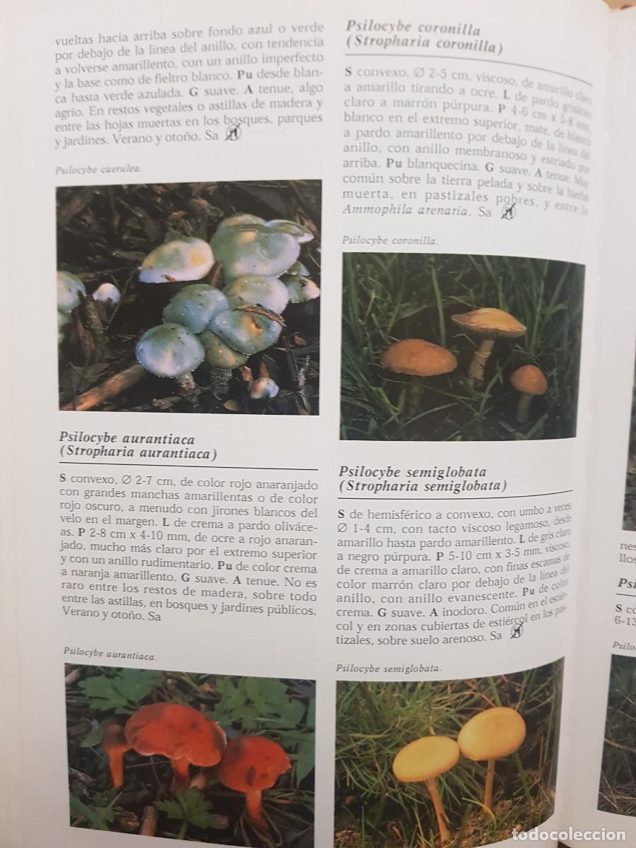 Libros de segunda mano: IMPECABLE - LA ENCICLOPEDIA DE LAS SETAS - GERRIT J. KEIZER - ED. LIBSA - A&Ntilde;O 2000 (ILUST) - Foto 22