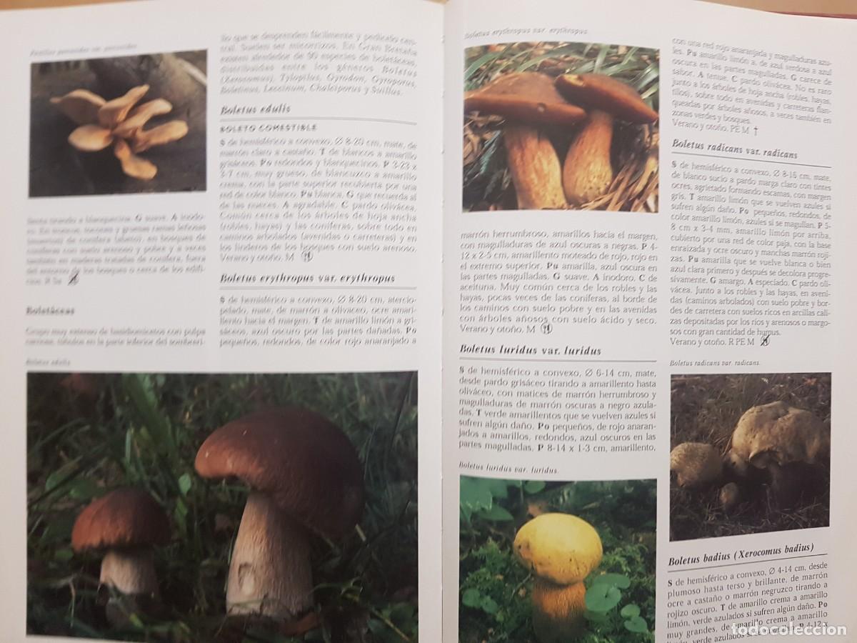 Libros de segunda mano: IMPECABLE - LA ENCICLOPEDIA DE LAS SETAS - GERRIT J. KEIZER - ED. LIBSA - A&Ntilde;O 2000 (ILUST) - Foto 24