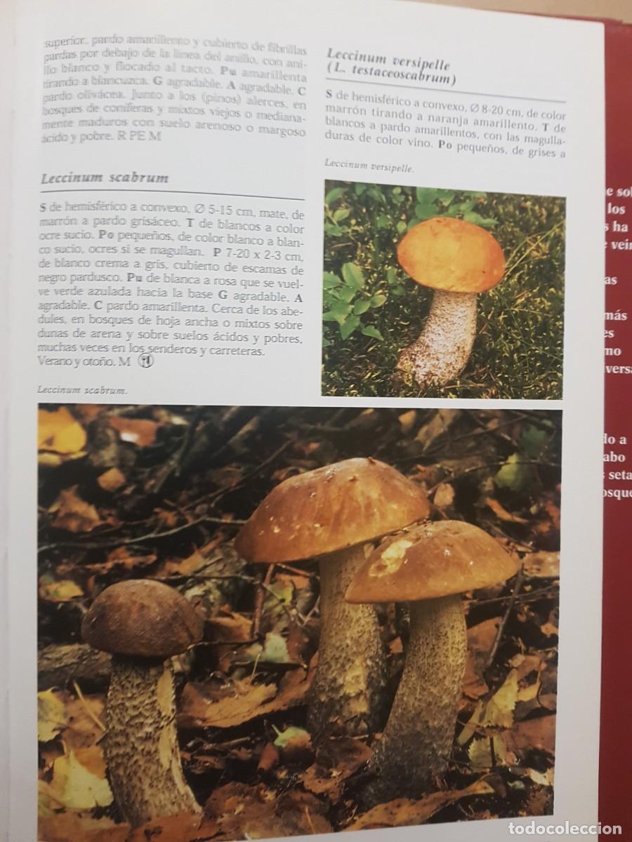 Libros de segunda mano: IMPECABLE - LA ENCICLOPEDIA DE LAS SETAS - GERRIT J. KEIZER - ED. LIBSA - A&Ntilde;O 2000 (ILUST) - Foto 25