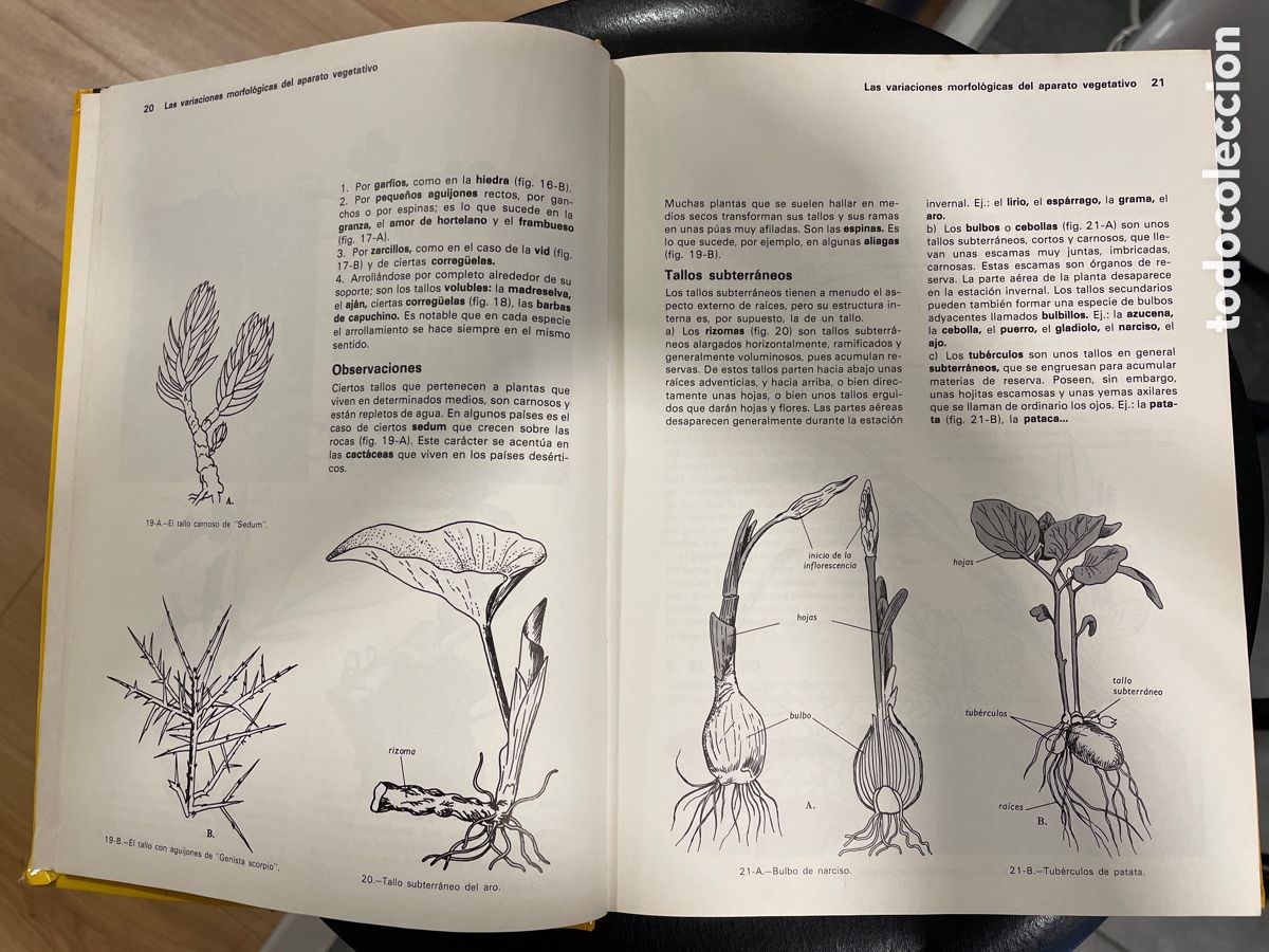 Libros de segunda mano: Bot&aacute;nica, Las ciencias naturales/ Th&eacute;ron Andr&eacute; - Foto 3