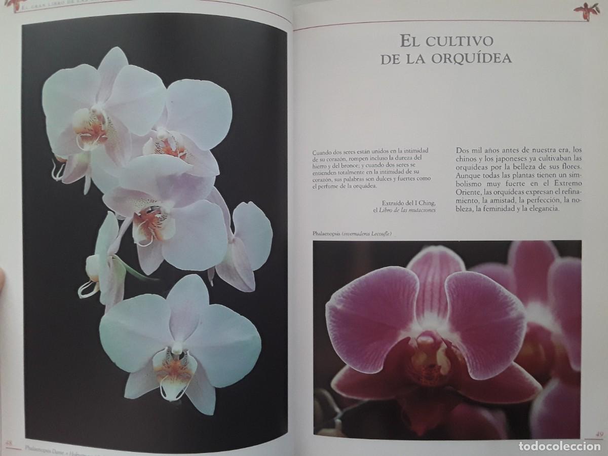 Libros de segunda mano: EL GRAN LIBRO DE LAS ORQU&Iacute;DEAS. MAGAL&Iacute; MARTIJA - OCHOA. - Foto 4
