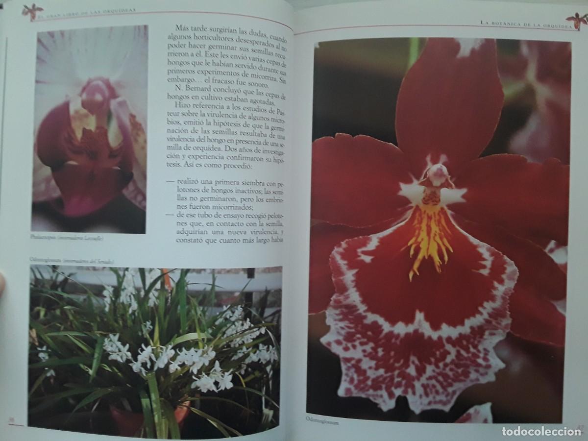 Libros de segunda mano: EL GRAN LIBRO DE LAS ORQU&Iacute;DEAS. MAGAL&Iacute; MARTIJA - OCHOA. - Foto 7