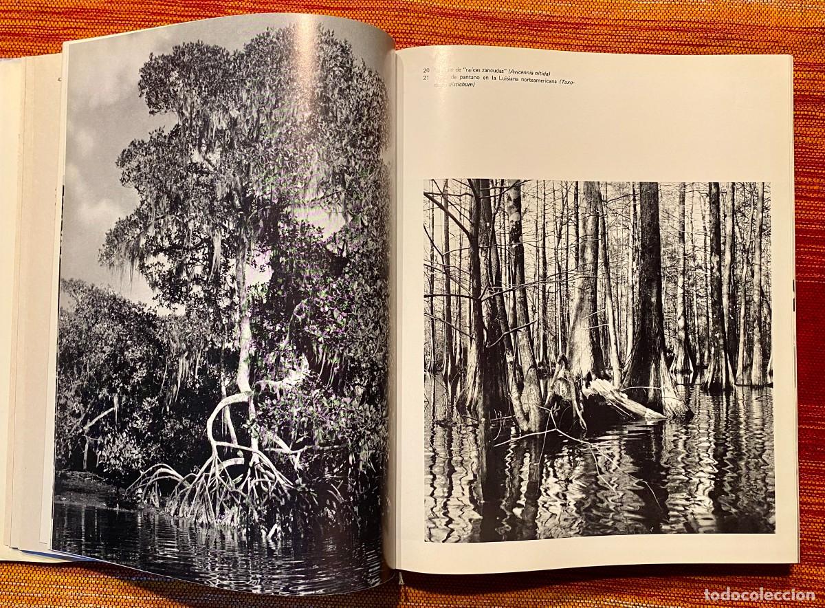 Libros de segunda mano: EL GRAN LIBRO DEL BOSQUE - WALTER K&Uuml;MMERLY - EDITORIAL BLUME - Foto 6