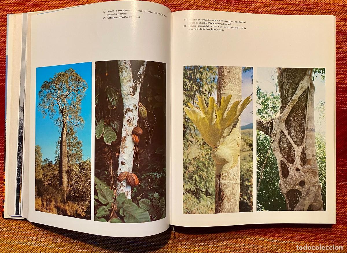 Libros de segunda mano: EL GRAN LIBRO DEL BOSQUE - WALTER K&Uuml;MMERLY - EDITORIAL BLUME - Foto 7