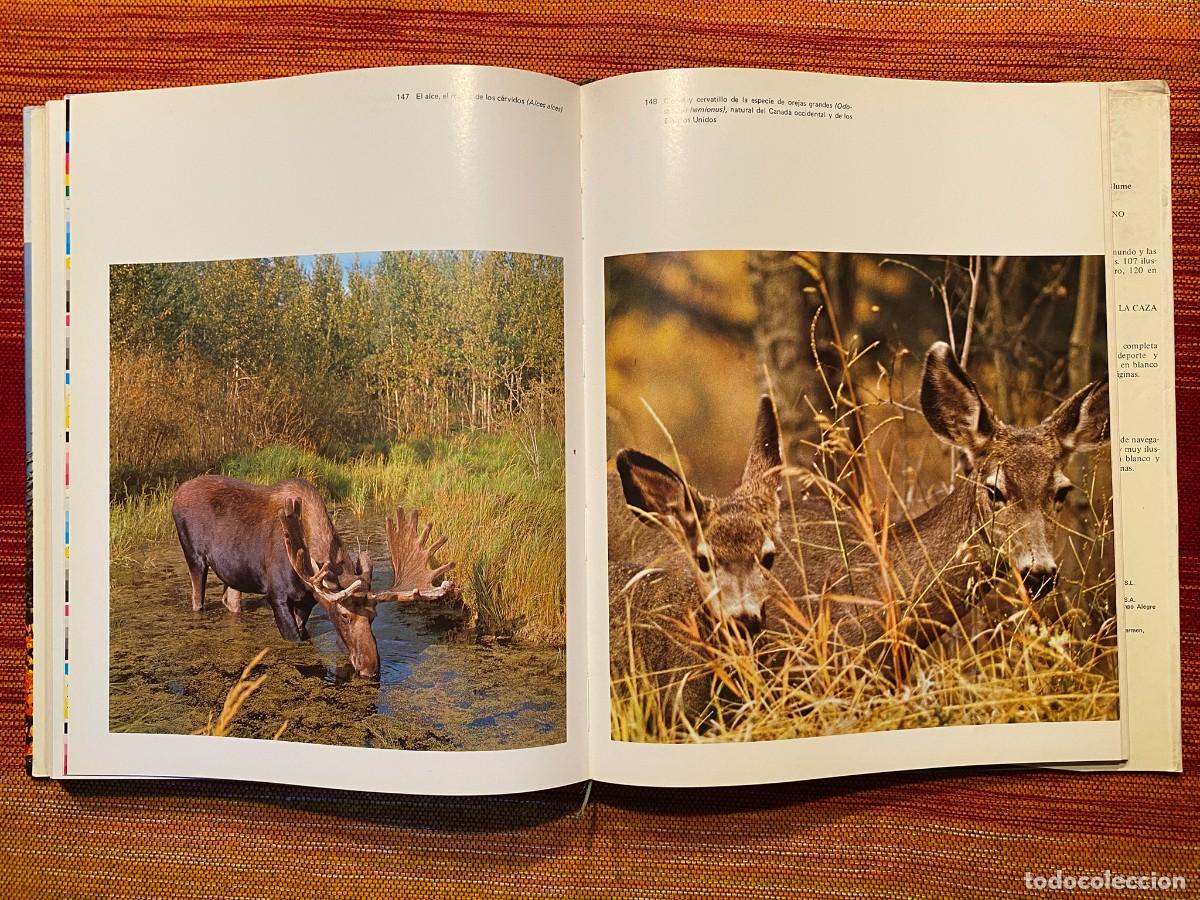 Libros de segunda mano: EL GRAN LIBRO DEL BOSQUE - WALTER K&Uuml;MMERLY - EDITORIAL BLUME - Foto 10