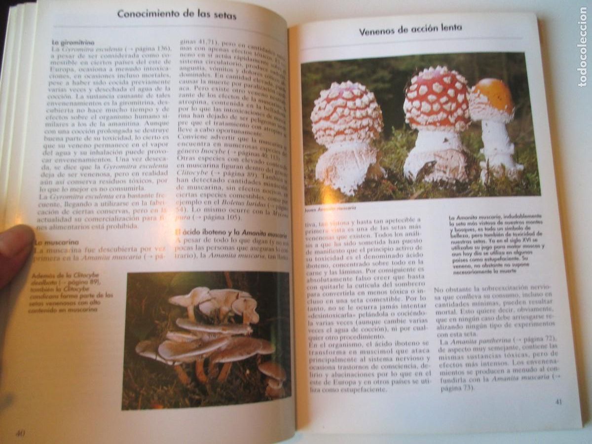 Libros de segunda mano: EDMUND GARNWEIDNER Setas W35120 - Foto 2