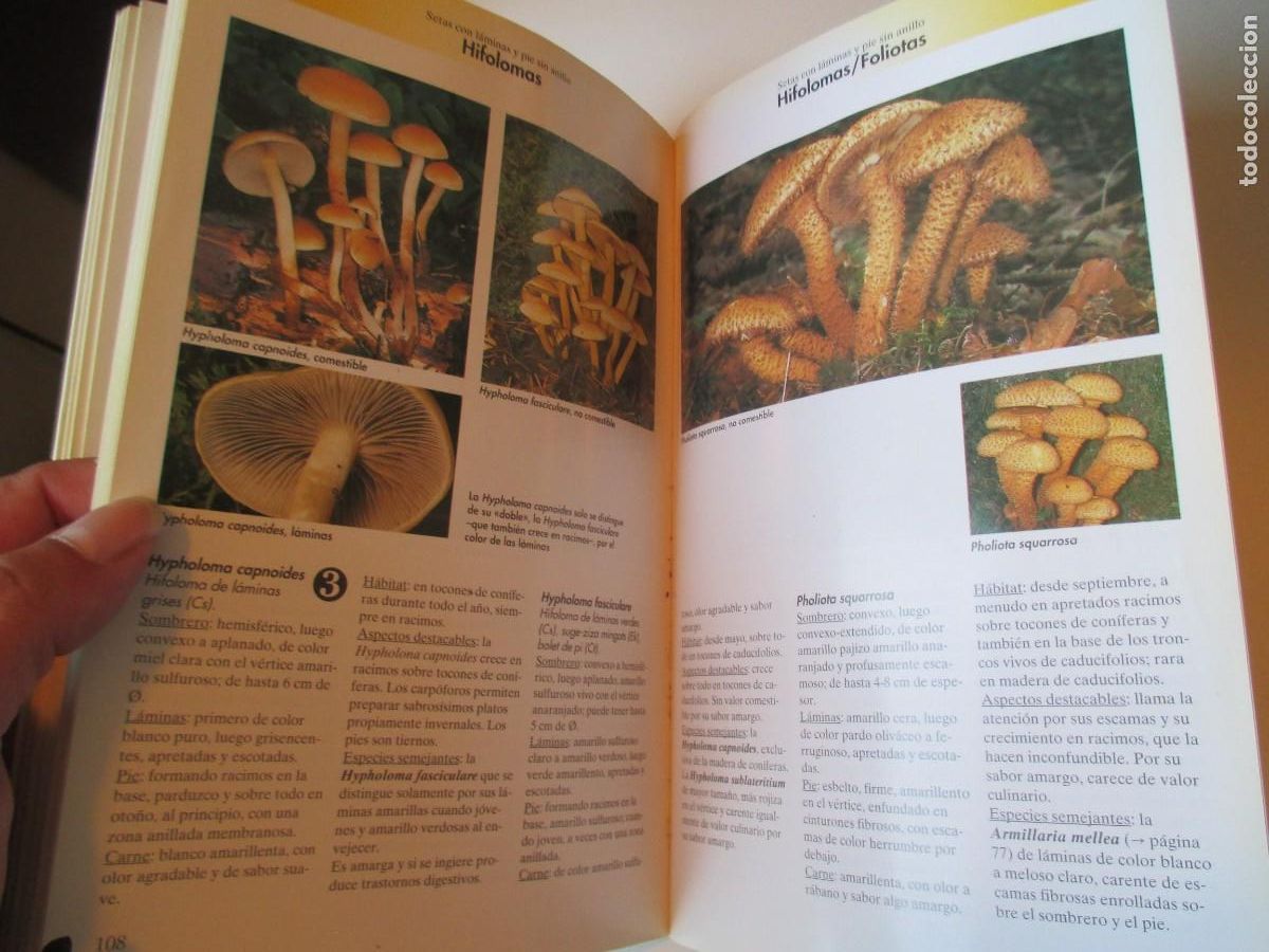 Libros de segunda mano: EDMUND GARNWEIDNER Setas W35120 - Foto 3