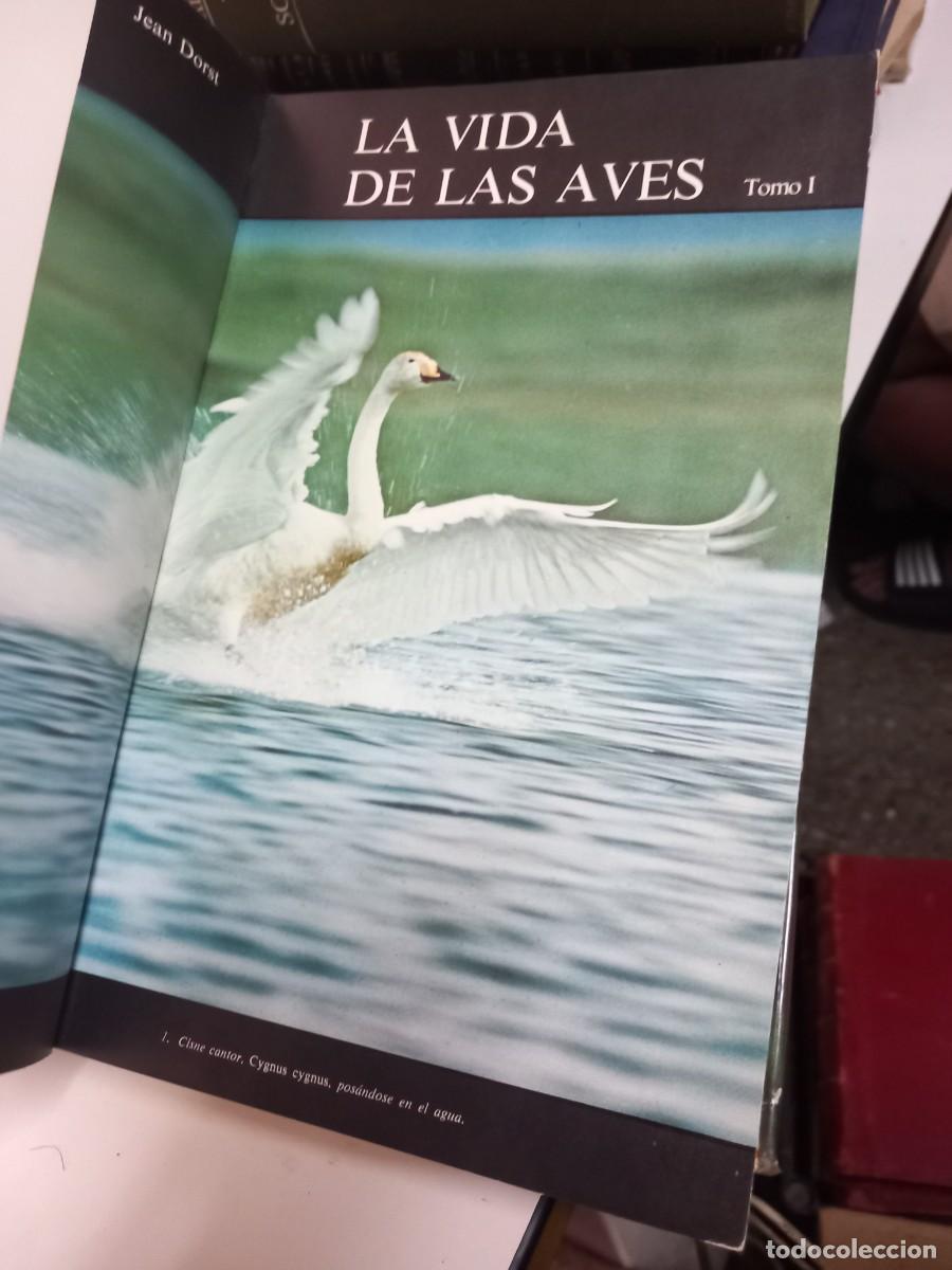 Libros de segunda mano: La vida de las aves. Tomo I. Jean Dorst. - Foto 3