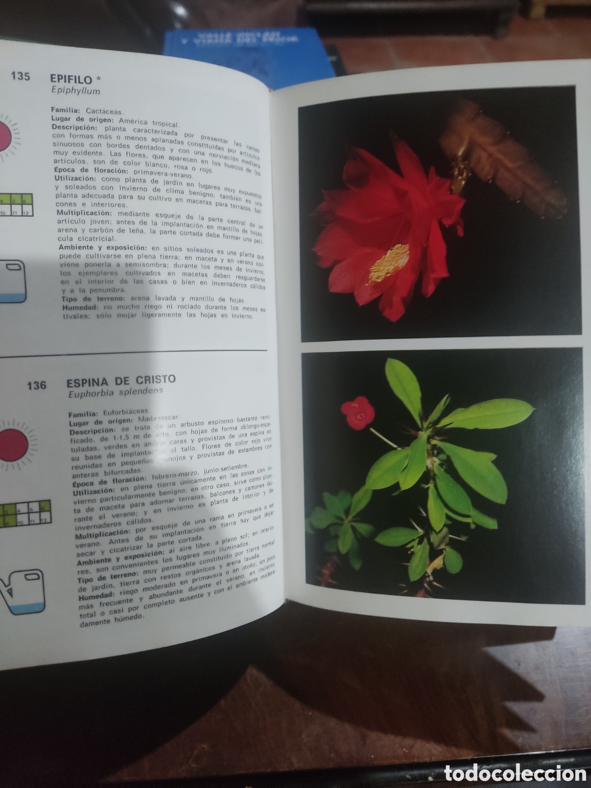 Libros de segunda mano: Gu&iacute;a de plantas y flores - Foto 5