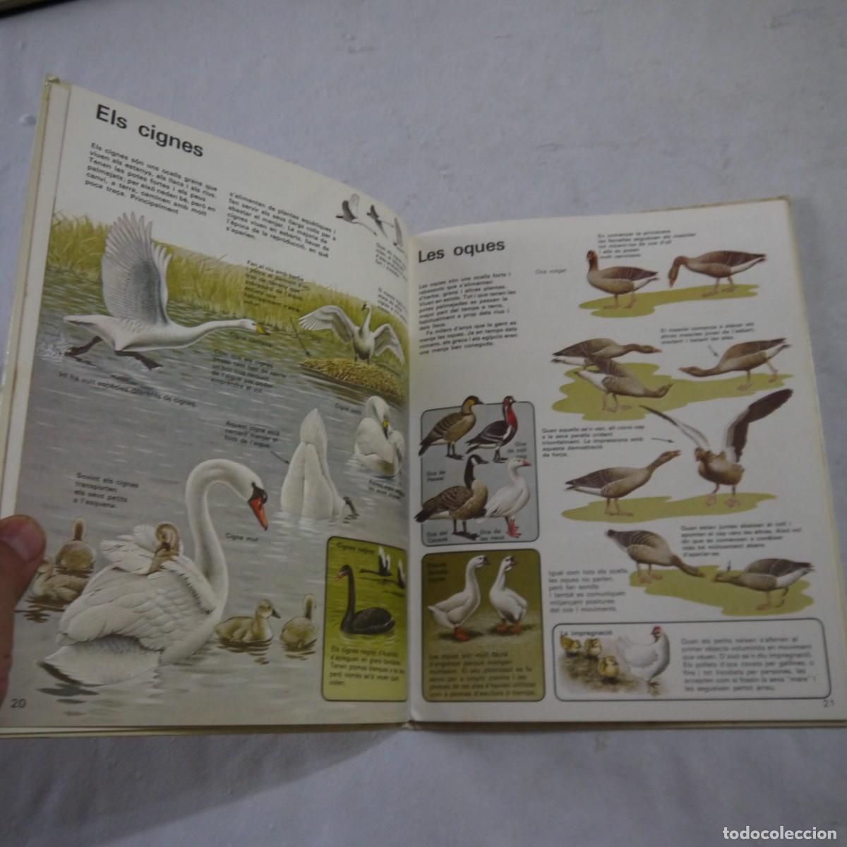 Libros de segunda mano: COM VIUEN ELS OCELLS - PLAZA & JANES - Foto 8