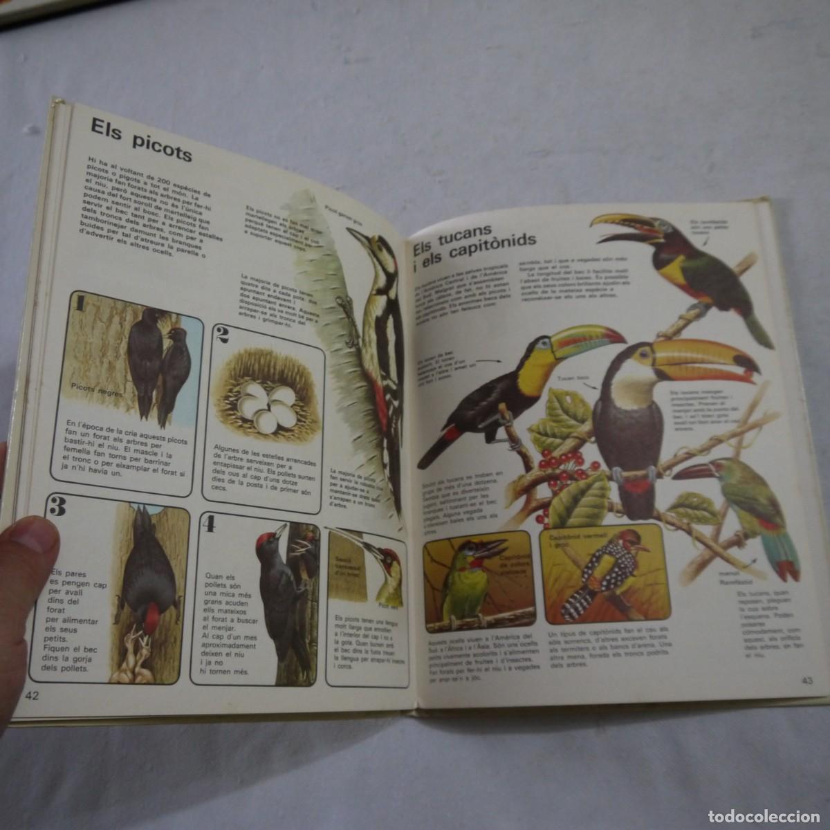 Libros de segunda mano: COM VIUEN ELS OCELLS - PLAZA & JANES - Foto 11