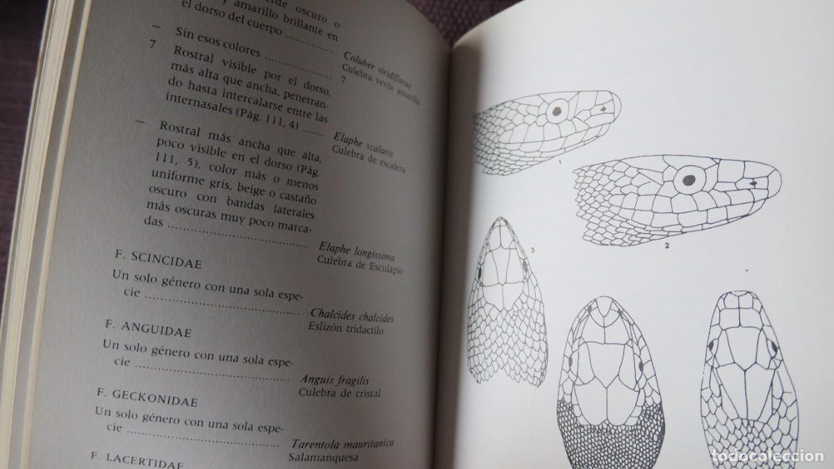 Libros de segunda mano: ANFIBIOS Y REPTILES - FAUNA DE NAVARRA - Foto 2