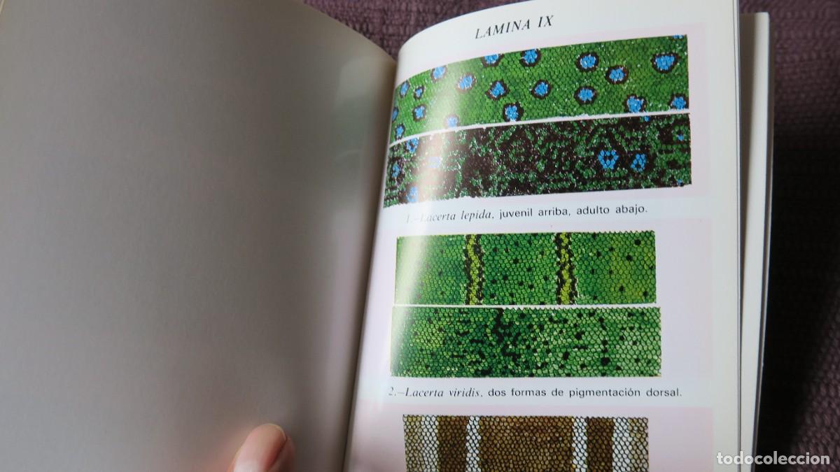 Libros de segunda mano: ANFIBIOS Y REPTILES - FAUNA DE NAVARRA - Foto 3