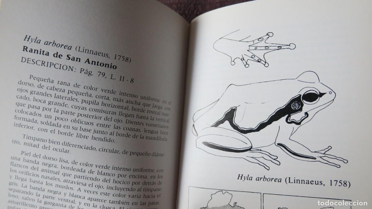 Libros de segunda mano: ANFIBIOS Y REPTILES - FAUNA DE NAVARRA - Foto 4