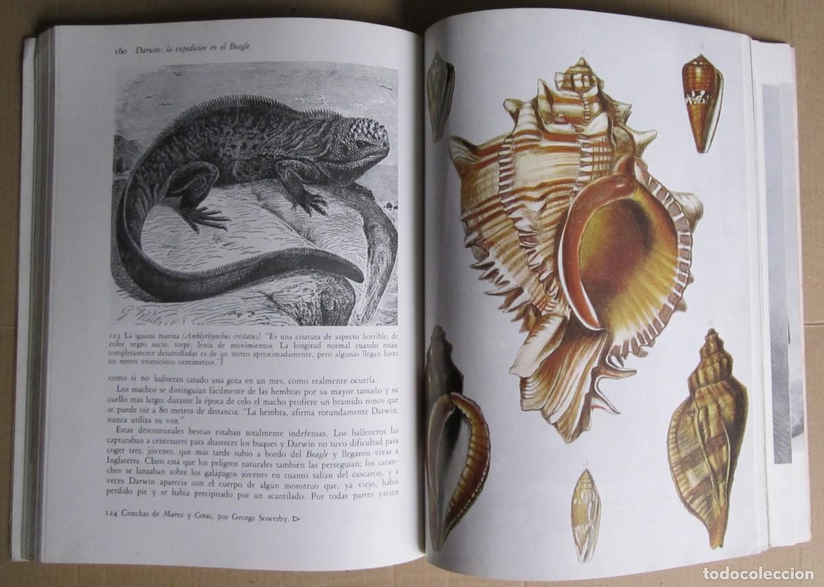 Libros de segunda mano: DARWIN. La expedici&oacute;n en el Beagle (1831-1836). Alan Moorehead - Foto 2