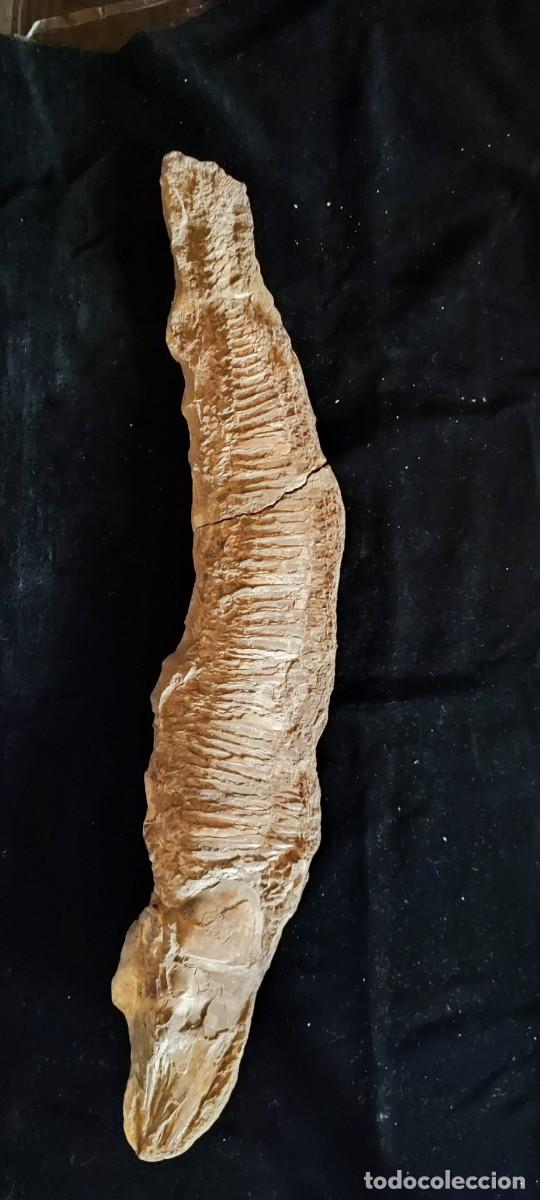 Libros de segunda mano: Gran pez fosil prehist&oacute;rico mide 55 cm de largo - Foto 1