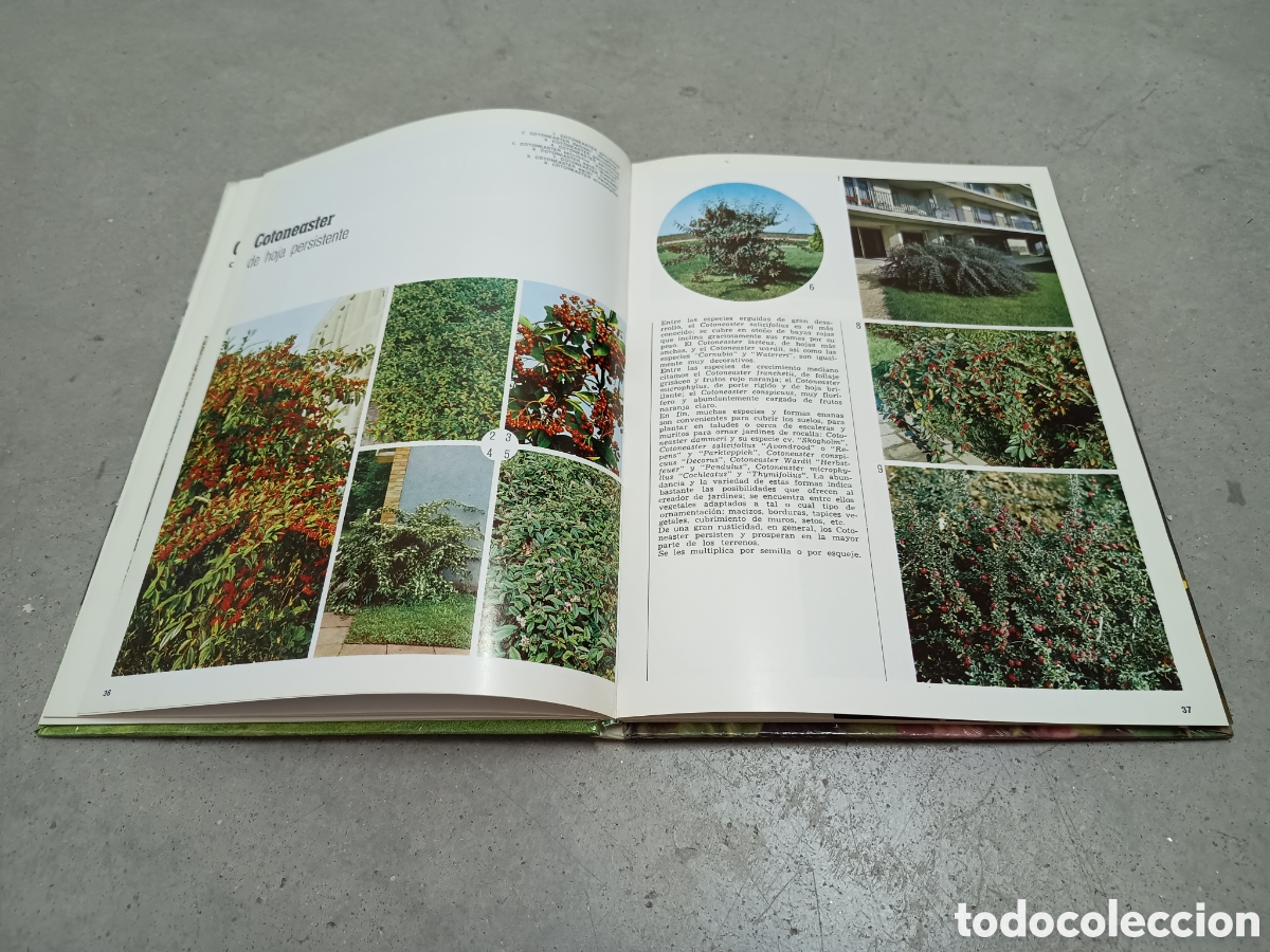 Libros de segunda mano: ARBUSTOS DE ORNAMENTO - ED. FLORAPRINT 1973 - Foto 5