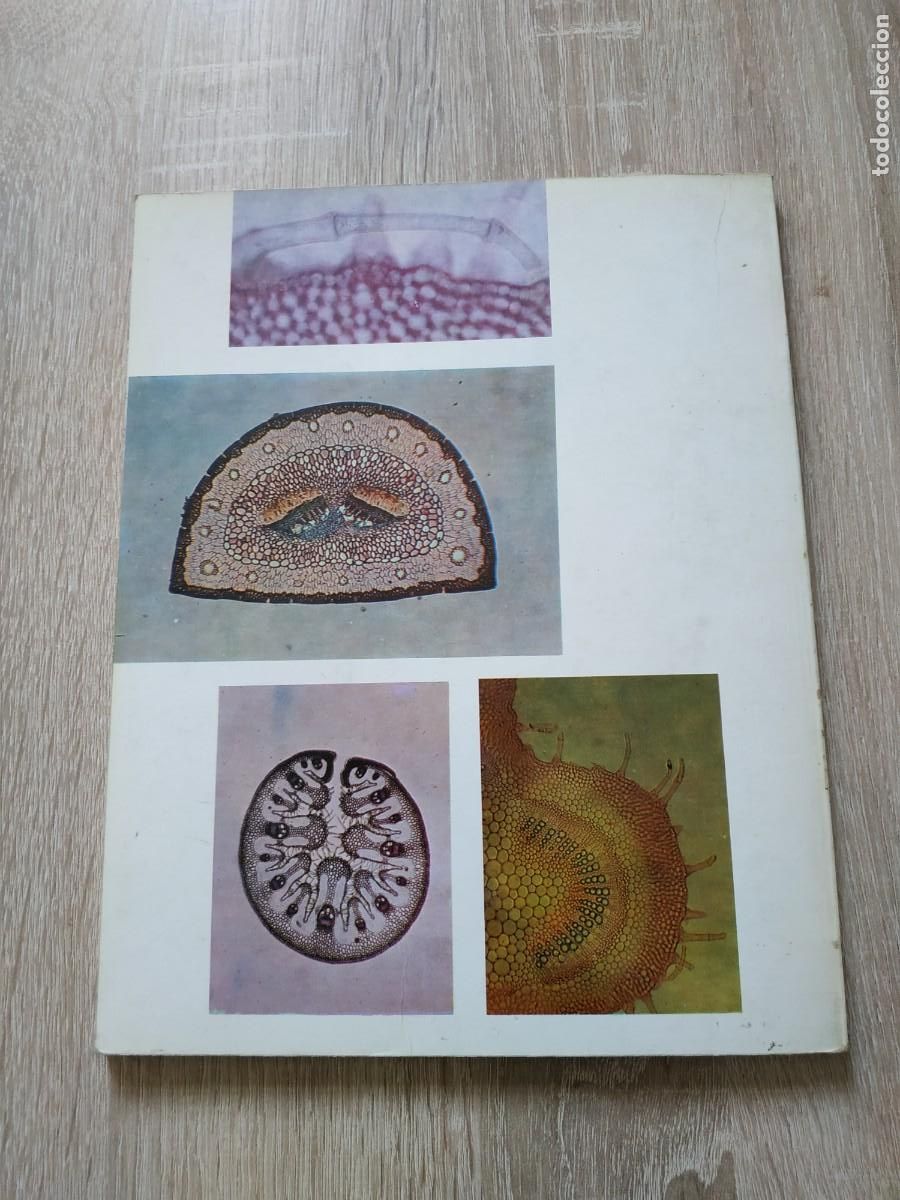 Libros de segunda mano: Tejidos vegetales - Benigno Rom&aacute;n - Foto 2