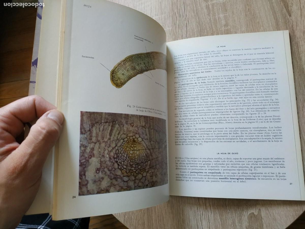 Libros de segunda mano: Tejidos vegetales - Benigno Rom&aacute;n - Foto 6