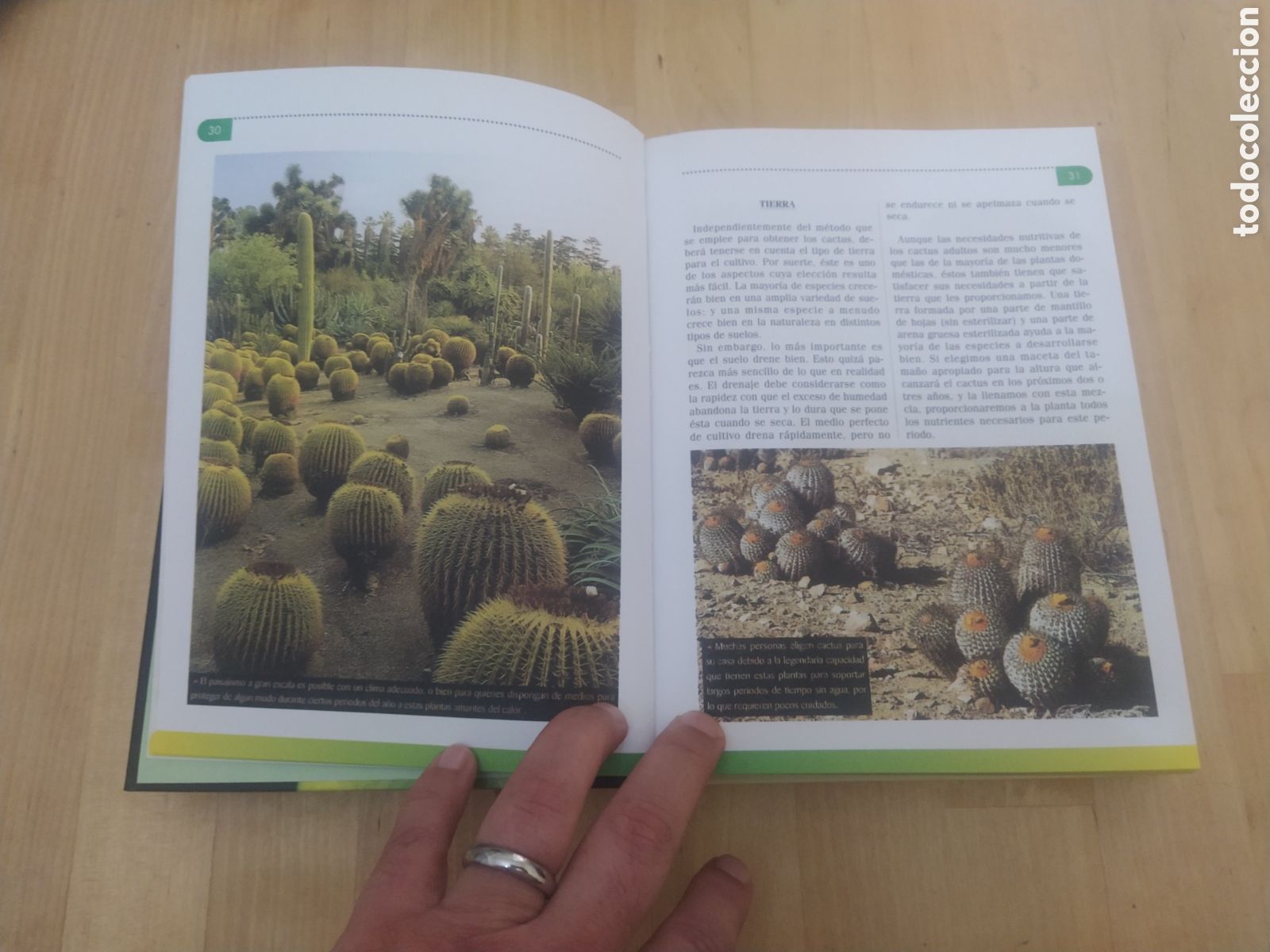 Libros de segunda mano: MANUAL DE CACTUS Y OTRAS PLANTAS SUCULENTAS - Foto 3