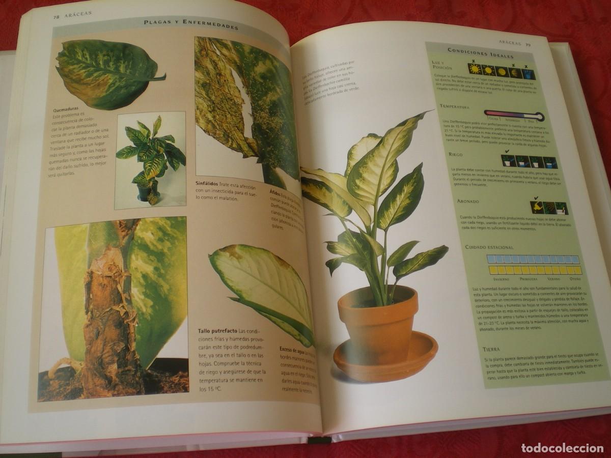 Libros de segunda mano: MANUAL DE SUPERVIVENCIA DE LAS PLANTAS DE INTERIOR. C&Iacute;RCULO DE LECTORES. - Foto 3