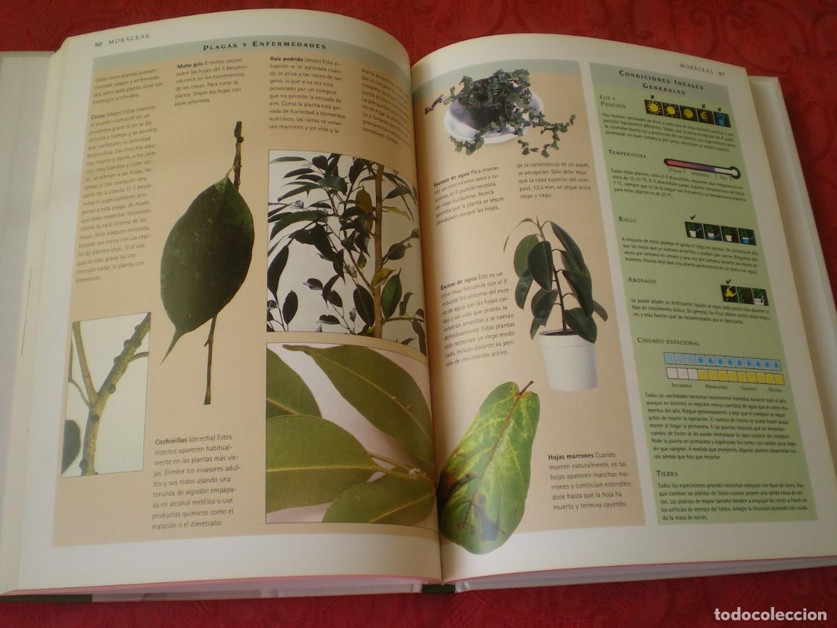 Libros de segunda mano: MANUAL DE SUPERVIVENCIA DE LAS PLANTAS DE INTERIOR. C&Iacute;RCULO DE LECTORES. - Foto 5