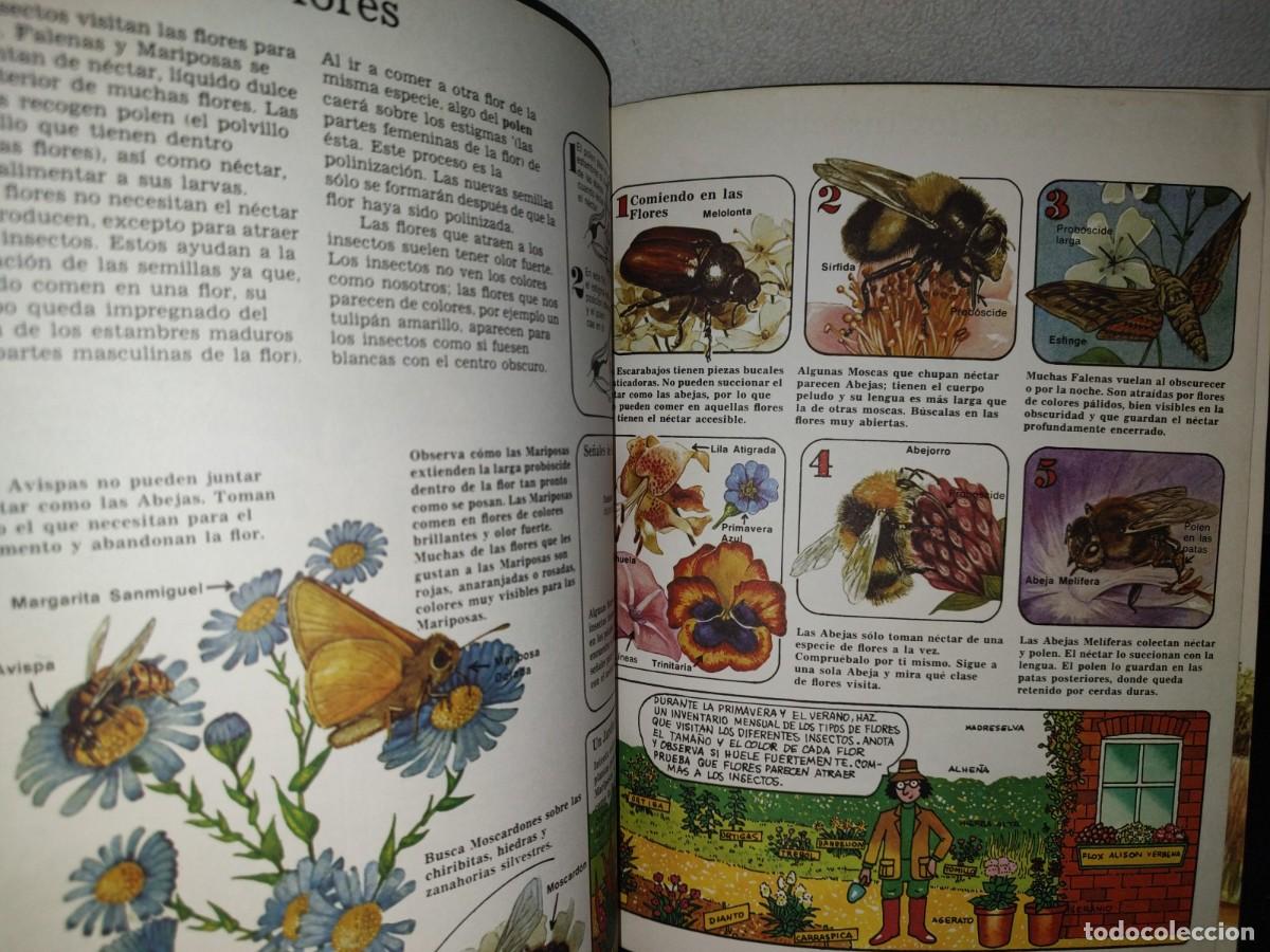 Libros de segunda mano: 159- LA SENDA DE LA NATURALEZA. INSECTOS - RUTH THOMSON - PLESA 1981 - Foto 7