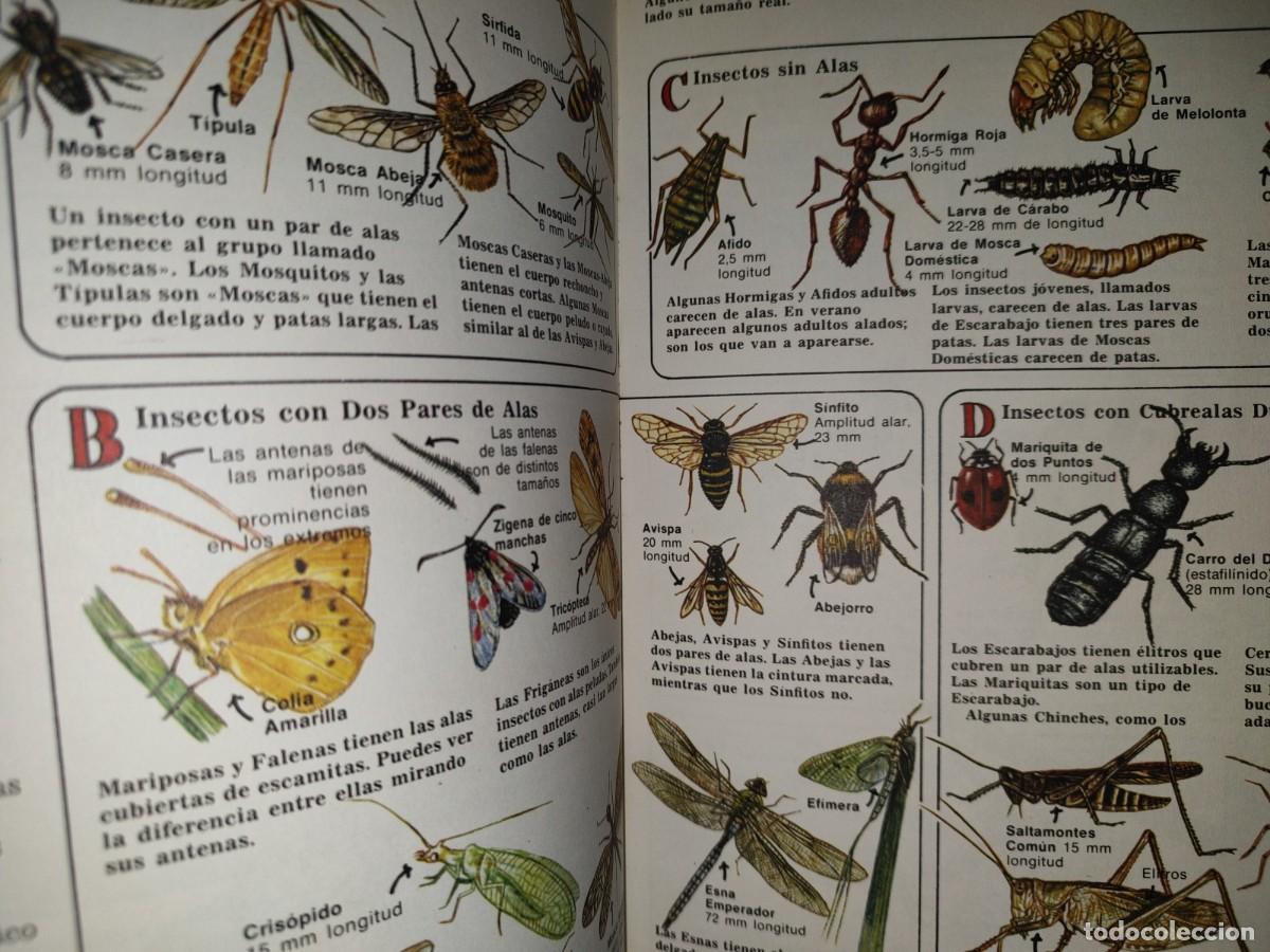 Libros de segunda mano: 159- LA SENDA DE LA NATURALEZA. INSECTOS - RUTH THOMSON - PLESA 1981 - Foto 8