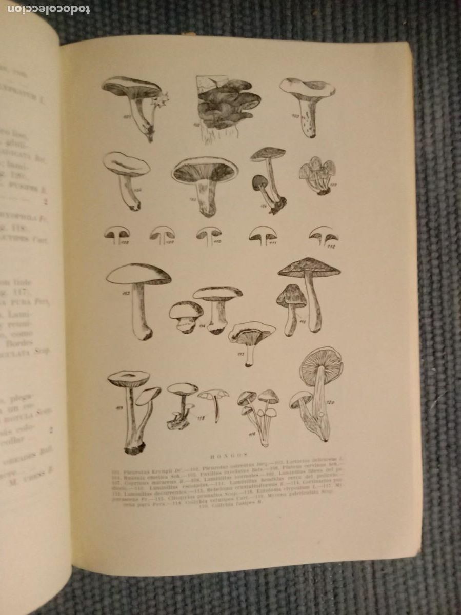 Libros de segunda mano: Criptogamia anal&iacute;tica elemental - Foto 2