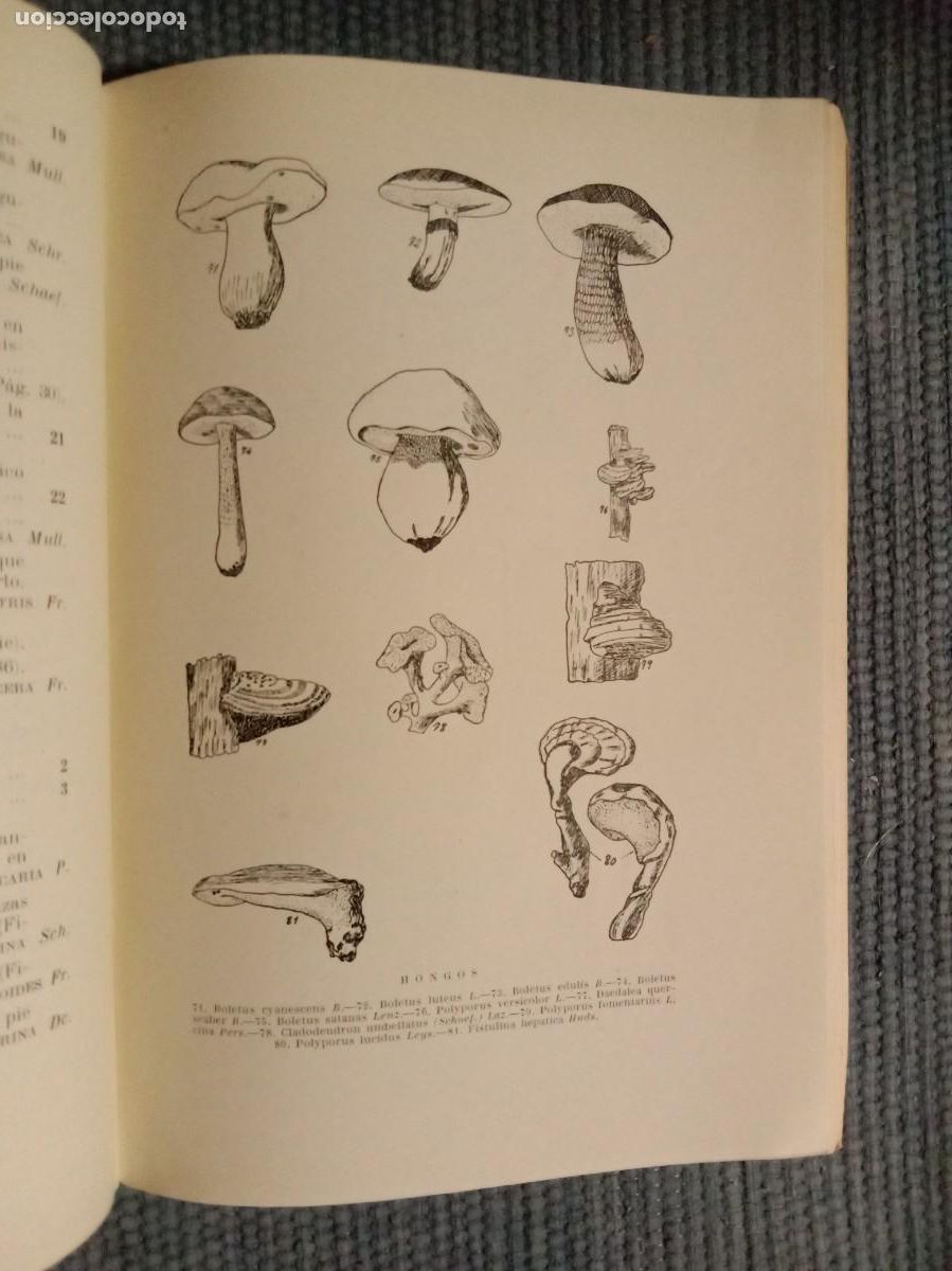 Libros de segunda mano: Criptogamia anal&iacute;tica elemental - Foto 3