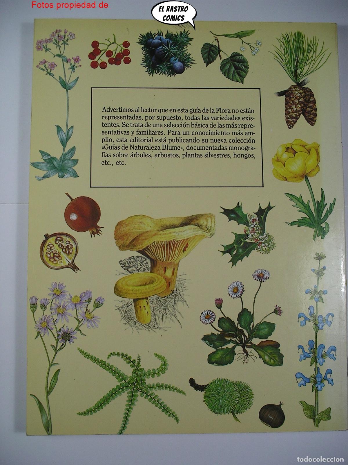 Libros de segunda mano: Gu&iacute;a pr&aacute;ctica ilustrada de la flora, Blume ediciones 1984, A3 - Foto 3