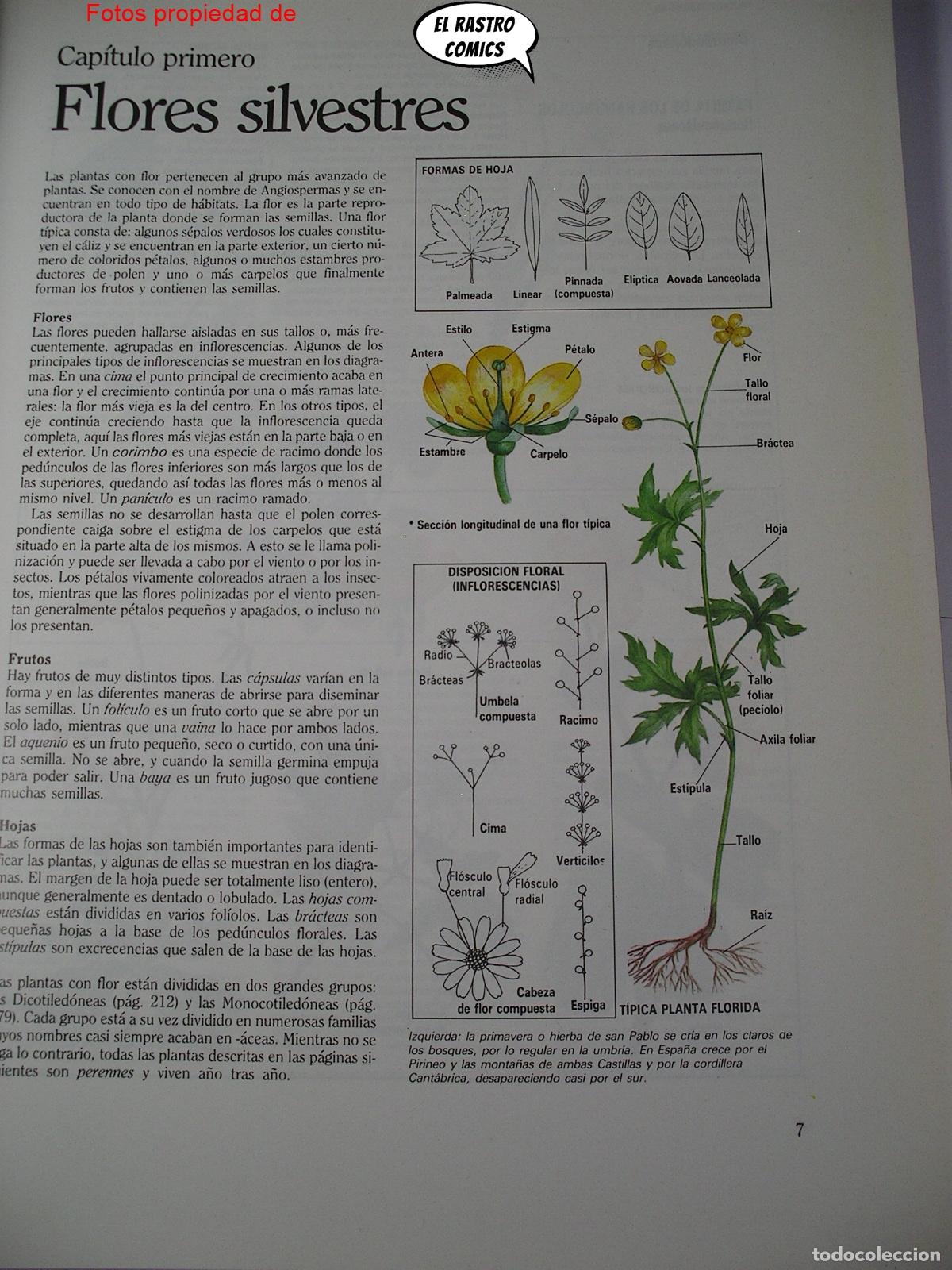 Libros de segunda mano: Gu&iacute;a pr&aacute;ctica ilustrada de la flora, Blume ediciones 1984, A3 - Foto 5