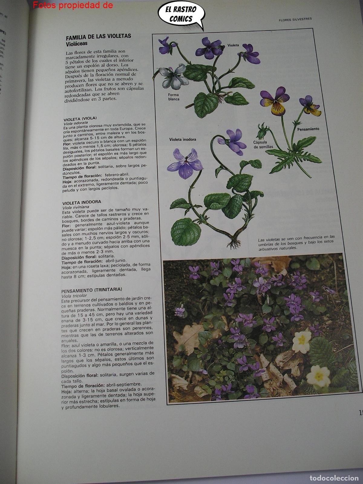 Libros de segunda mano: Gu&iacute;a pr&aacute;ctica ilustrada de la flora, Blume ediciones 1984, A3 - Foto 6