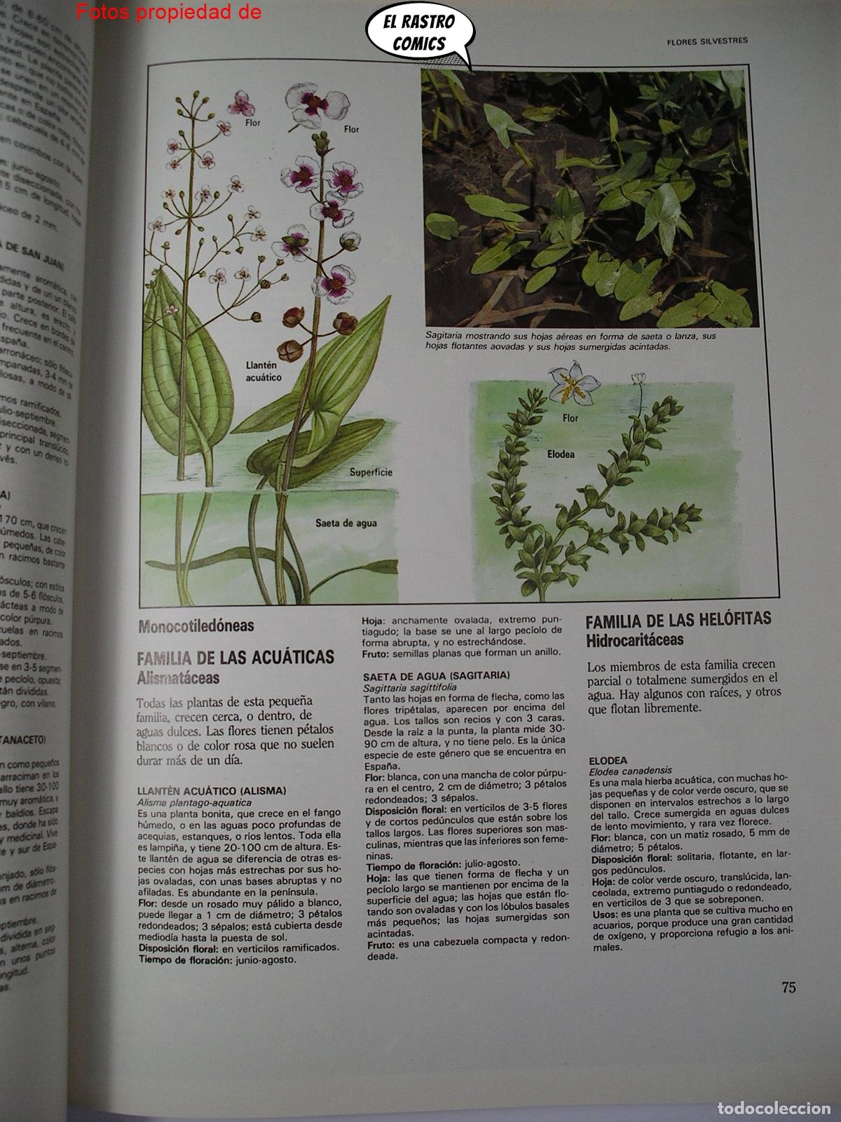 Libros de segunda mano: Gu&iacute;a pr&aacute;ctica ilustrada de la flora, Blume ediciones 1984, A3 - Foto 7