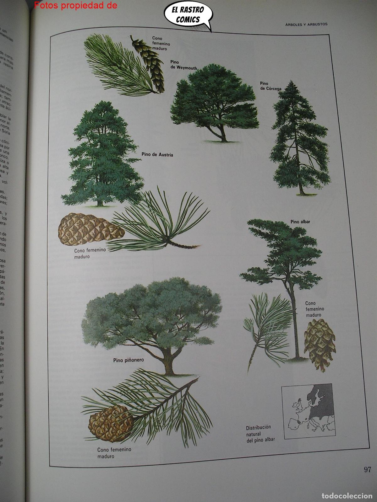 Libros de segunda mano: Gu&iacute;a pr&aacute;ctica ilustrada de la flora, Blume ediciones 1984, A3 - Foto 8