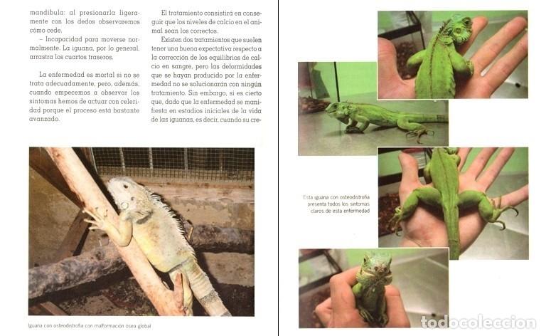 Libros de segunda mano: EL NUEVO LIBRO DE LAS IGUANAS. REPTILES. - Foto 4